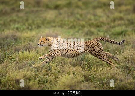 Tansania, Ngorongoro Conservation Area, Erwachsenen Geparden (Acinonyx jubatas) beginnt beim Jagen Gnus Kalb auf ndutu Plains Stockfoto