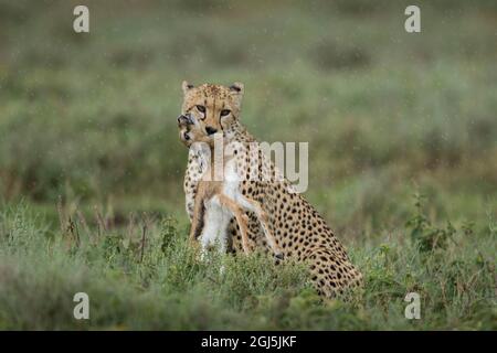 Tansania, Ngorongoro Conservation Area, Adult Cheetah (Acinonyx jubatas) kniet sich nach su an der Kehle des Thomson Gazelle (Eudorcas thomsonii) Kalbs Stockfoto