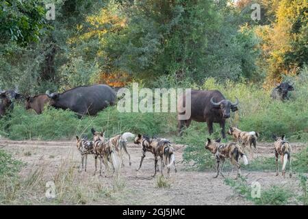 Afrika, Sambia South Luangwa National Park. Pack der Afrikanischen lackiert Wölfe, alias malte Hunde oder afrikanischen Wilden Hund, Jagd Büffel. Stockfoto