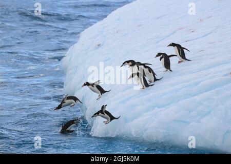 Antarktis, Südgeorgien, Coopers Bay. Pinguine aus Gentoo und Kinnriemen tauchen vom Eisberg ab. Kredit wie: Don Grall / Jaynes Gallery / DanitaDelimon Stockfoto