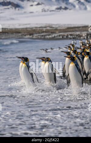 Antarktis, Südgeorgien, Salisbury Plain. Königspinguine beim Betreten des Ozeans. Kredit wie: Don Grall / Jaynes Gallery / DanitaDelimont.com Stockfoto