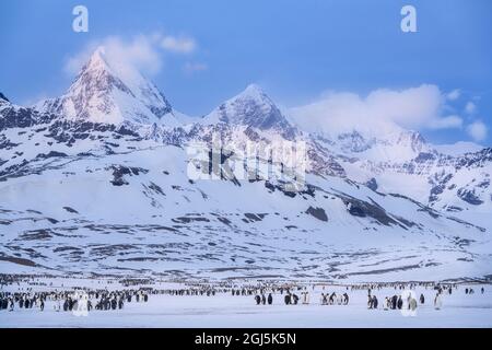 Antarktis, South Georgia Island, St. Andrews Bay. Sonnenaufgang auf Berg- und Königspinguinen. Kredit wie: Don Grall / Jaynes Gallery / DanitaDelimont.com Stockfoto