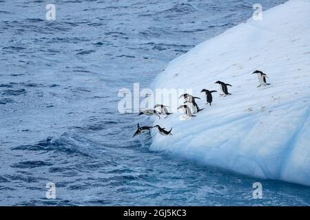 Antarktis, Südgeorgien, Coopers Bay. Pinguine, die vom abfallenden Eisberg abtauchen. Kredit wie: Don Grall / Jaynes Gallery / DanitaDelimont.com Stockfoto