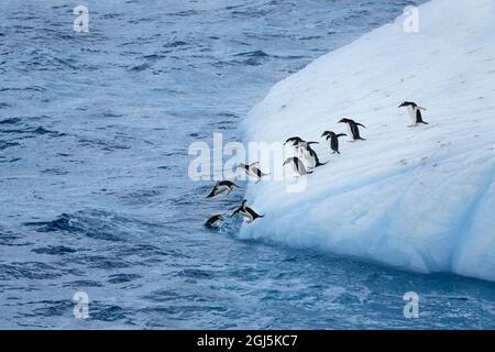 Antarktis, Südgeorgien, Coopers Bay. Pinguine aus Gentoo und Kinnriemen tauchen vom Eisberg ab. Kredit wie: Don Grall / Jaynes Gallery / DanitaDelimon Stockfoto