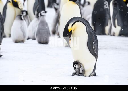 Snow Hill Island, Antarktis. Kaiserpinguin-Elternteil mit winzigem Küken auf den Füßen in Bruttasche gesteckt. Stockfoto