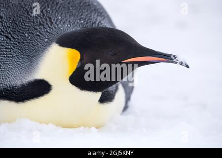 Snow Hill Island, Antarktis. Nahaufnahme Kaiserpinguin auf dem Bauch, nachdem er Schnee gegessen hat, um seinen Durst zu stillen. Stockfoto