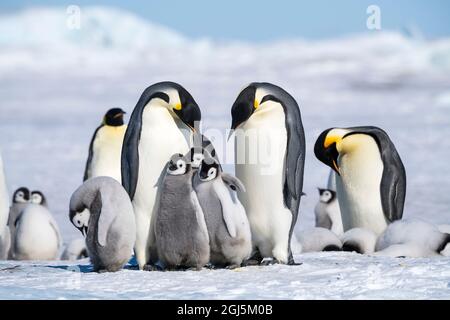 Snow Hill Island, Antarktis. Mehrere juvenile Kaiserpinguine schmiegen sich in die Nähe von Erwachsenen. Stockfoto