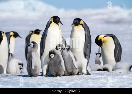 Snow Hill Island, Antarktis. Mehrere juvenile Kaiserpinguine schmiegen sich in die Nähe von Erwachsenen. Stockfoto