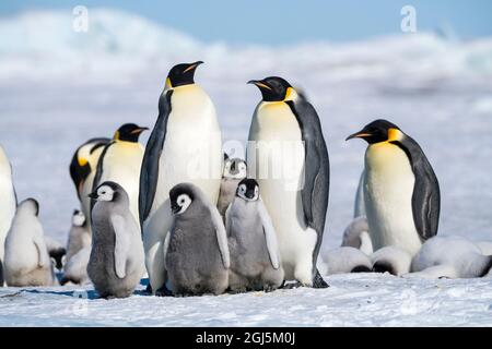 Snow Hill Island, Antarktis. Mehrere juvenile Kaiserpinguine schmiegen sich in die Nähe von Erwachsenen. Stockfoto