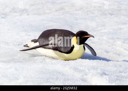 Antarktis, Snow Hill. Ein Kaiserpinguin treibt sich mit seinen Füßen auf den Bauch, um Energie zu sparen. Stockfoto