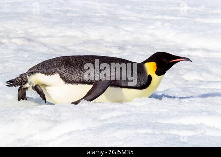 Antarktis, Snow Hill. Ein Kaiserpinguin treibt sich mit seinen Füßen auf den Bauch, um Energie zu sparen. Stockfoto