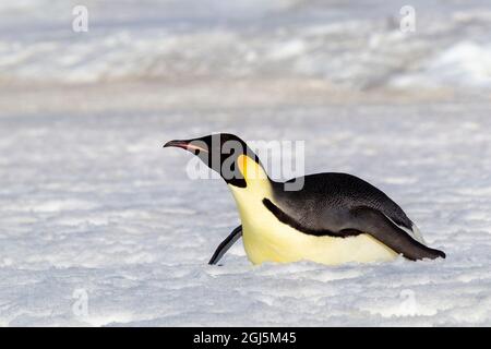 Antarktis, Snow Hill. Ein Kaiserpinguin treibt sich mit seinen Füßen auf den Bauch, um Energie zu sparen. Stockfoto