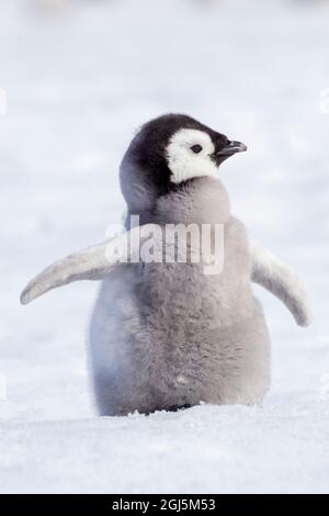 Antarktis, Snow Hill. Porträt einer Kaiserpinguinschnecke. Stockfoto
