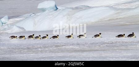 Antarktis, Snow Hill. Kaiserpinguine kehren zu den Rookery zurück, die auf ihren Bäuchen über das Eis scooting. Stockfoto