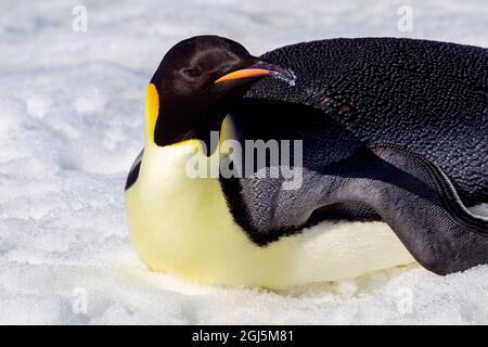 Antarktis, Snow Hill. Porträt eines erwachsenen Kaiserpinguins. Stockfoto