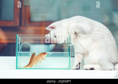 Britische Kurzhaar-Silberkatze, die Goldfische in einem Aquarium beobachtet. Stockfoto