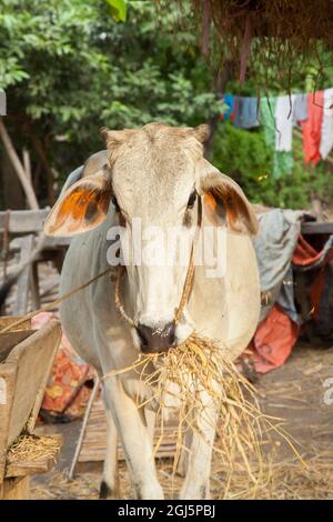 Lokale Viehkuh, die Heu und Stroh frisst, in Bagan, Myanmar. Stockfoto