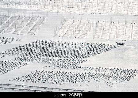 China, Provinz Fujian, Xiapu, Dongbi. Seegras wird von Booten aus speziellen Linien geerntet, die ins Meer gelegt werden. Stockfoto