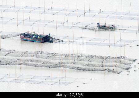 China, Provinz Fujian, Xiapu, Dongbi. Seegras wird von Booten aus speziellen Linien geerntet, die ins Meer gelegt werden. Stockfoto