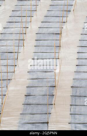 China, Provinz Fujian, Xiapu, Dongbi. Die Algenernte ist eine große Industrie in diesem Bereich, die auf diesen in Reihen angelegten Netzen wächst. Stockfoto