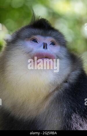 Asien, China, Tacheng, Erwachsener Männlicher Yunnan Schwarzer Knabberaffe Stockfoto