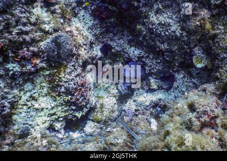 Mittelmeer-Moray (Muraena helena) St. Helena Moray, Tierwelt Stockfoto