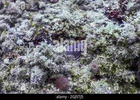 Mittelmeer-Moray (Muraena helena) St. Helena Moray, Tierwelt Stockfoto