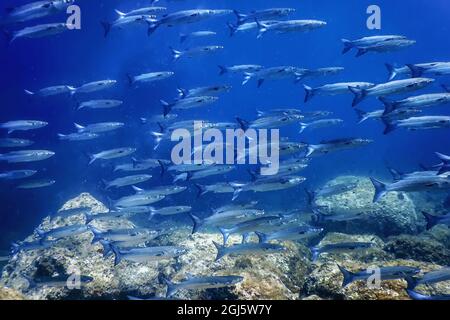 Fischschule Unterwasser, Fisch Unterwasser Hintergrund (Mugil cepalus) Flathead grau Meerbarbe Stockfoto