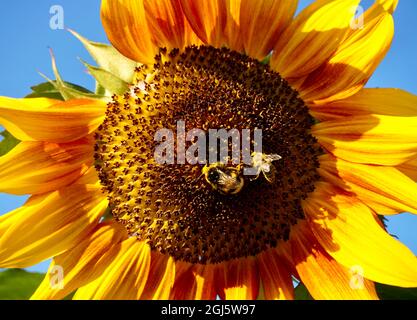 Hummel und eine Biene sammeln Pollen von einer Sonnenblume aus der Nähe Stockfoto