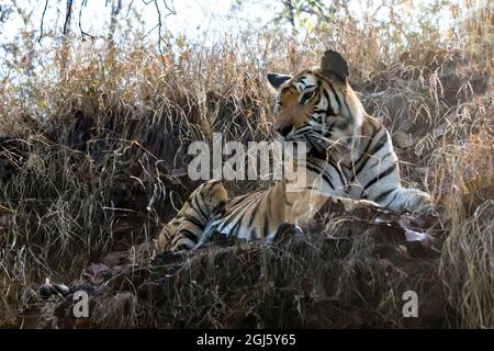 Indien, Madhya Pradesh, Bandhavgarh-Nationalpark. Eine bengalische Tigerin liegt im Gras an einem kühlen Felshang. Stockfoto