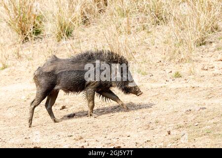 Indien, Madhya Pradesh, Kanha-Nationalpark. Ein indisches Wildschwein geht nach ihrem Schlammbad aus. Stockfoto