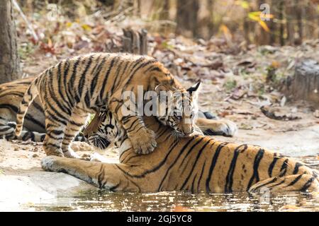 Indien, Madhya Pradesh, Bandhavgarh-Nationalpark. Ein Tigerkub, das auf seiner Mutter spielt, die in einem Wasserloch ruht. Stockfoto