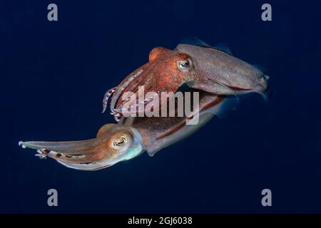 Indonesien, Westpapua, Raja Ampat. Nahaufnahme von zwei Großflossen-Riff-Tintenfischen. Stockfoto