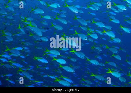 Indonesien, Westpapua, Raja Ampat. Schillernder Gelber und Blueback-Fusiliers. Stockfoto