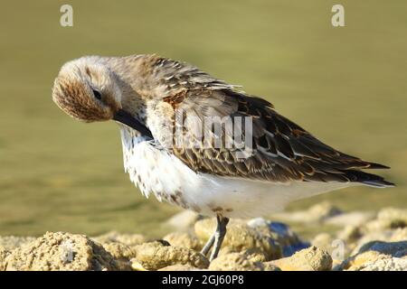 Dunlin, Zugvögel an der Seenküste Stockfoto