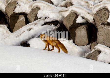 Asien, Japan, Hokkaido, Halbinsel Shiretoko, in der Nähe von Rausu, Japanischer Rotfuchs, Vulpes vulpes japonica. Eine Unterart von Rotfuchs, ist es kleiner als andere re Stockfoto