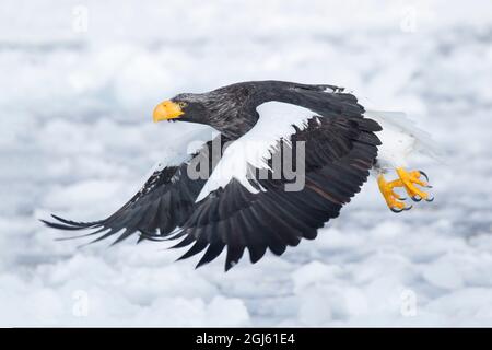 Asien, Japan, Hokkaido, Rausu, Stellers Seeadler, Haliaeetus pelagicus. Ein Steller-Seeadler fliegt mit seinen scharfen Krallen dahinter. Stockfoto