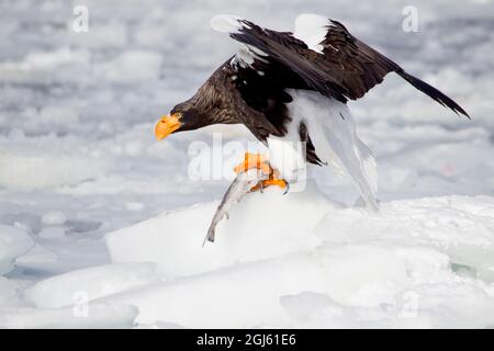 Asien, Japan, Hokkaido, Rausu, Stellers Seeadler, Haliaeetus pelagicus. Ein Steller-Seeadler landet auf einem Stück Eis mit einem Fisch in seinen Krallen. Stockfoto