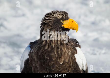 Asien, Japan, Hokkaido, Rausu, Stellers Seeadler, Haliaeetus pelagicus. Kopfschuss eines Steller's Seeadlers mit seinem großen gelben Schnabel und stechendem Auge Stockfoto