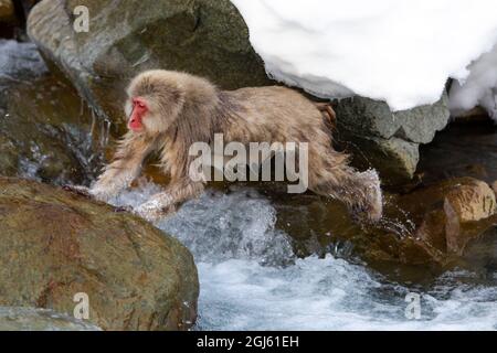 Asien, Japan, Nagano, Jigokudani Yaen Koen, Snow Monkey Park, Japanischer Makak, Macaca fuscata. Ein männlicher japanischer Makak springt von Stein zu Stein über Th Stockfoto