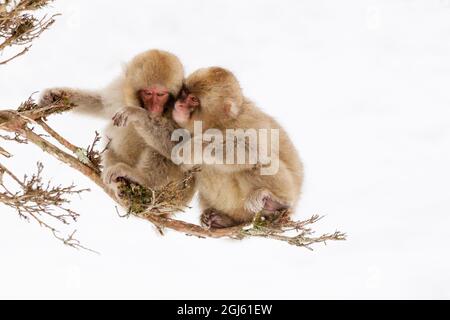 Asien, Japan, Nagano, Jigokudani Yaen Koen, Snow Monkey Park, Japanischer Makak, Macaca fuscata. Zwei junge japanische Makaken sitzen zusammen auf einem Ast. Stockfoto