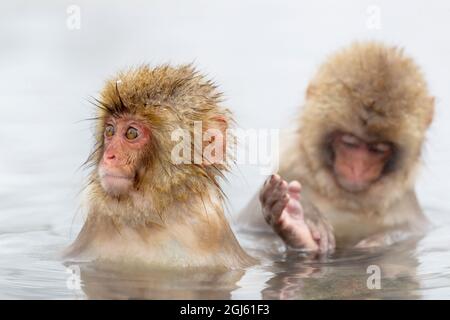 Asien, Japan, Nagano, Jigokudani Yaen Koen, Snow Monkey Park, Japanischer Makak, Macaca fuscata. Zwei junge japanische Makaken schwimmen im Thermalbad. Stockfoto