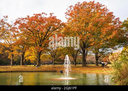 Vögel fliegen durch den Brunnen in einem See im Yoyogi Park, Shibuya, Japan Stockfoto