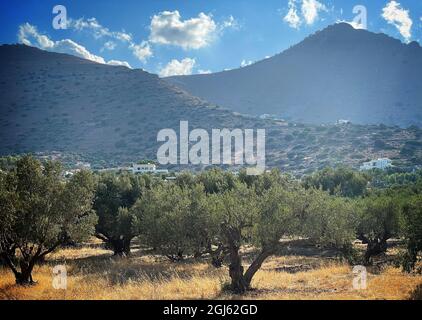 Olivenbaum Obstgarten auf der Insel Kreta, Griechenland Stockfoto