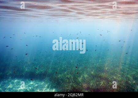 Unterwasserhintergrund mit Algen und Fischen Stockfoto