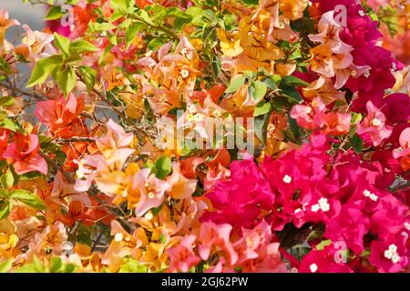 Katar, Doha. Bougainvillea glabra Choisy, Gouhanamiya, Papierblume. Helle Fuchsia-Farbe, leuchtendes Pink und Orange. Stockfoto