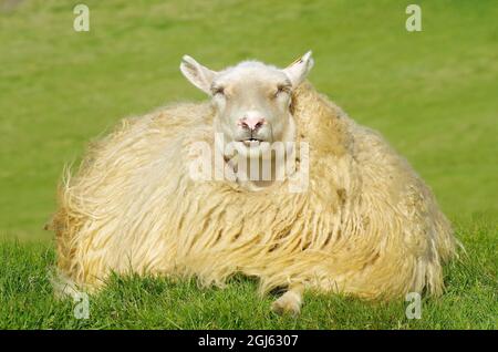 Raue isländische Schafe an einem schönen, aber windigen Tag. Weiße Schafe auf grünem Gras Hintergrund. Stockfoto