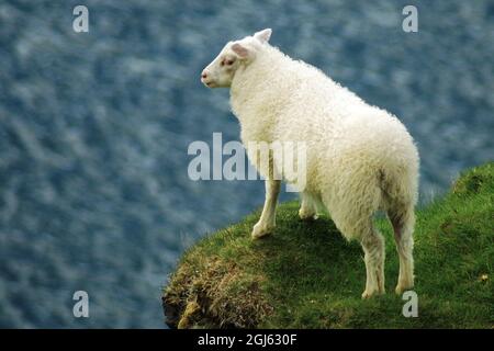 Ein isländisches Schaf, das auf einer Klippe steht und auf das Meer blickt. Das Schaf ist weiß auf blauem Meeresgrund und steht auf grünem Gras. Stockfoto