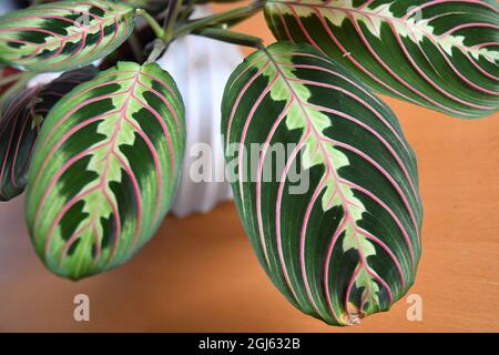 Nahaufnahme der Gebetspflanze (Maranta leuconeura) in weißem Topf. Isoliert vor braunem Holzhintergrund. Stockfoto