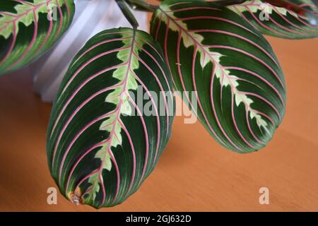 Nahaufnahme der Gebetspflanze (Maranta leuconeura) in weißem Topf. Isoliert vor braunem Holzhintergrund. Stockfoto